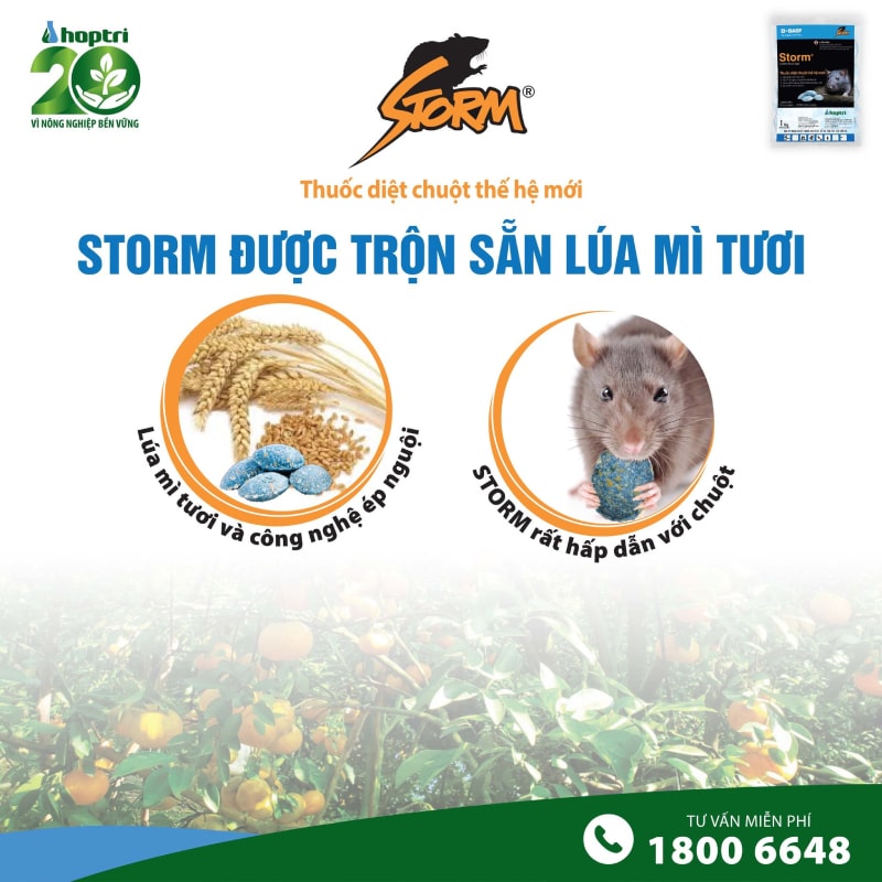 storm-duoc-tron-san-lua-mi-tuoi